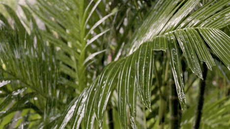 rain drops on tropical leaves in slow motion