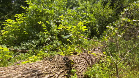 moving along a fallen tree log in dense forest first person view