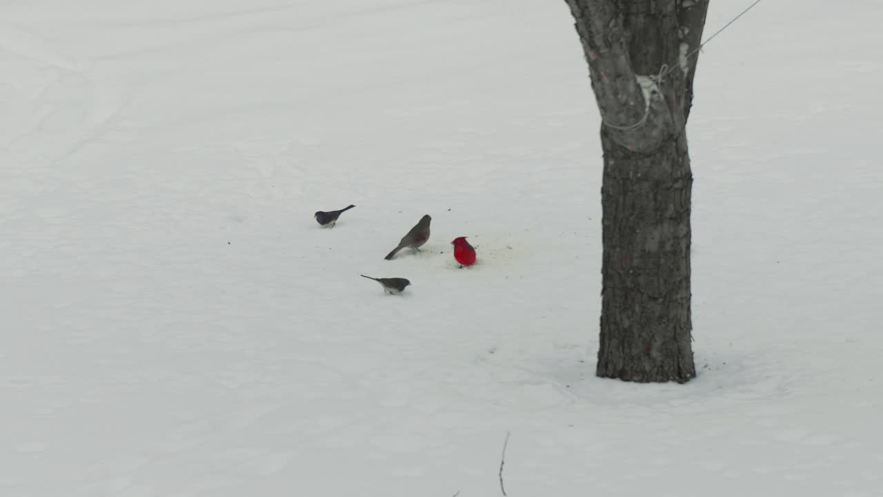 나무 에 있는 카디널과 작은 새들