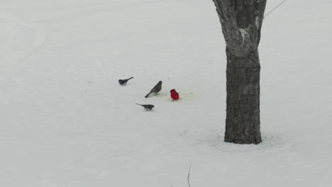 cardinal and small birds under tree