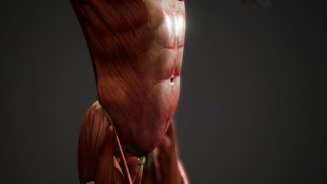 muscular system of human body animation