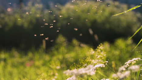 sunny meadow with insects