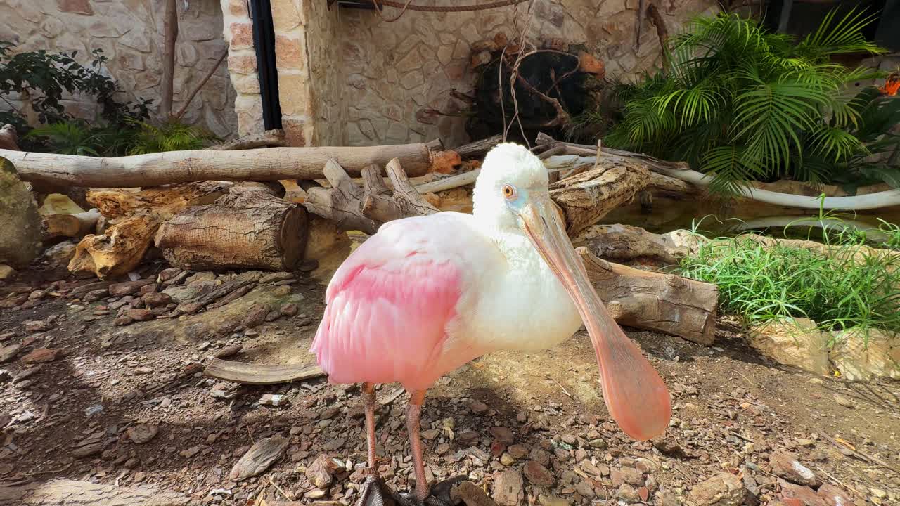 로즈 스빌 (roseate spoonbill) 은 이비스 (ibis) 과트 (theskiornithidae) 의 새이다.