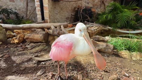 Espátula-Rosada-Gregaria-Ave-Zancuda-Familia-Ibis-Threskiornithidae