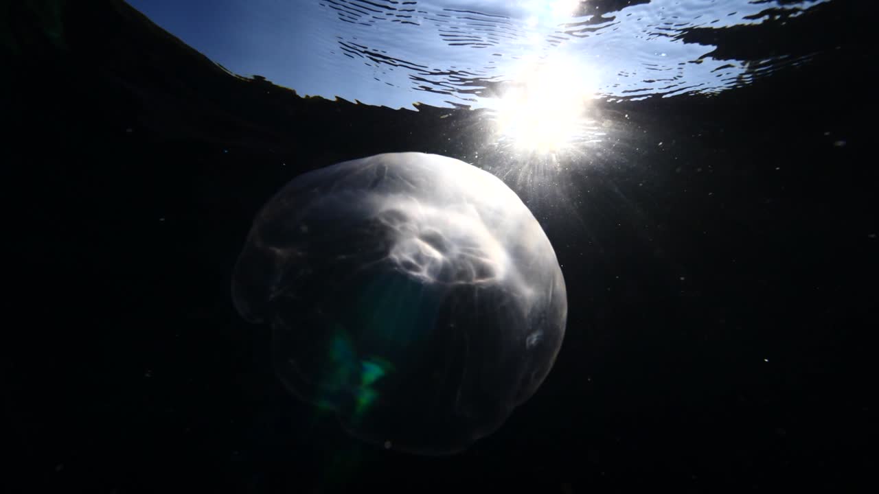 paisaje de medusas lunares bajo el agua moviéndose lentamente y cerca de los rayos del sol y los rayos solares paisaje oceánico aurelia aurita fondos