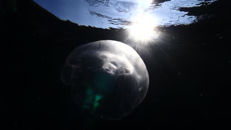 moon jellyfish scenery underwater moving slow and close sun beams and sun rays ocean scenery aurelia aurita backgrounds