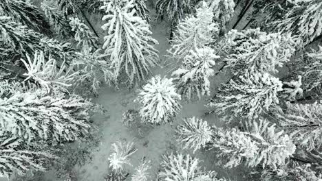 snow winter forest firs trees texture chimney flue smoke winter carpatians nature aerial view realtime snowfall