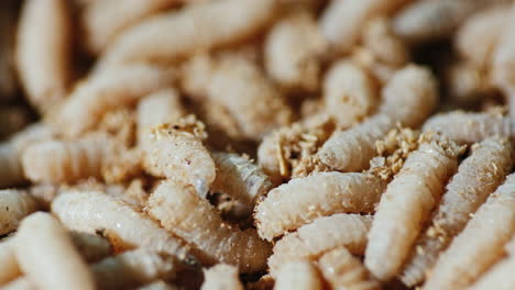 juicy maggots for catching fish