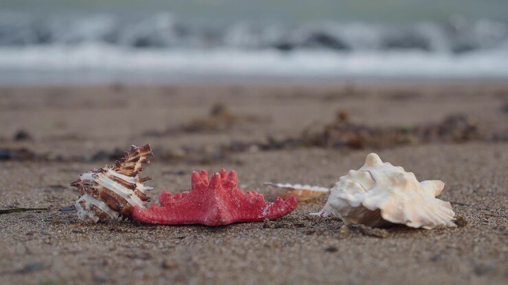 Seashells and Starfish on a Sandy Beach with Ocean Waves