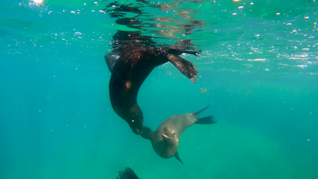 Sea lions swim around each other playing in the shallow water in clear blue ocean water