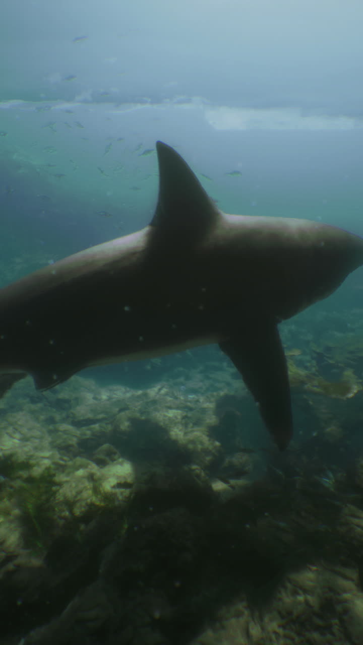 Shark swimming gracefully through clear ocean waters near coral reef