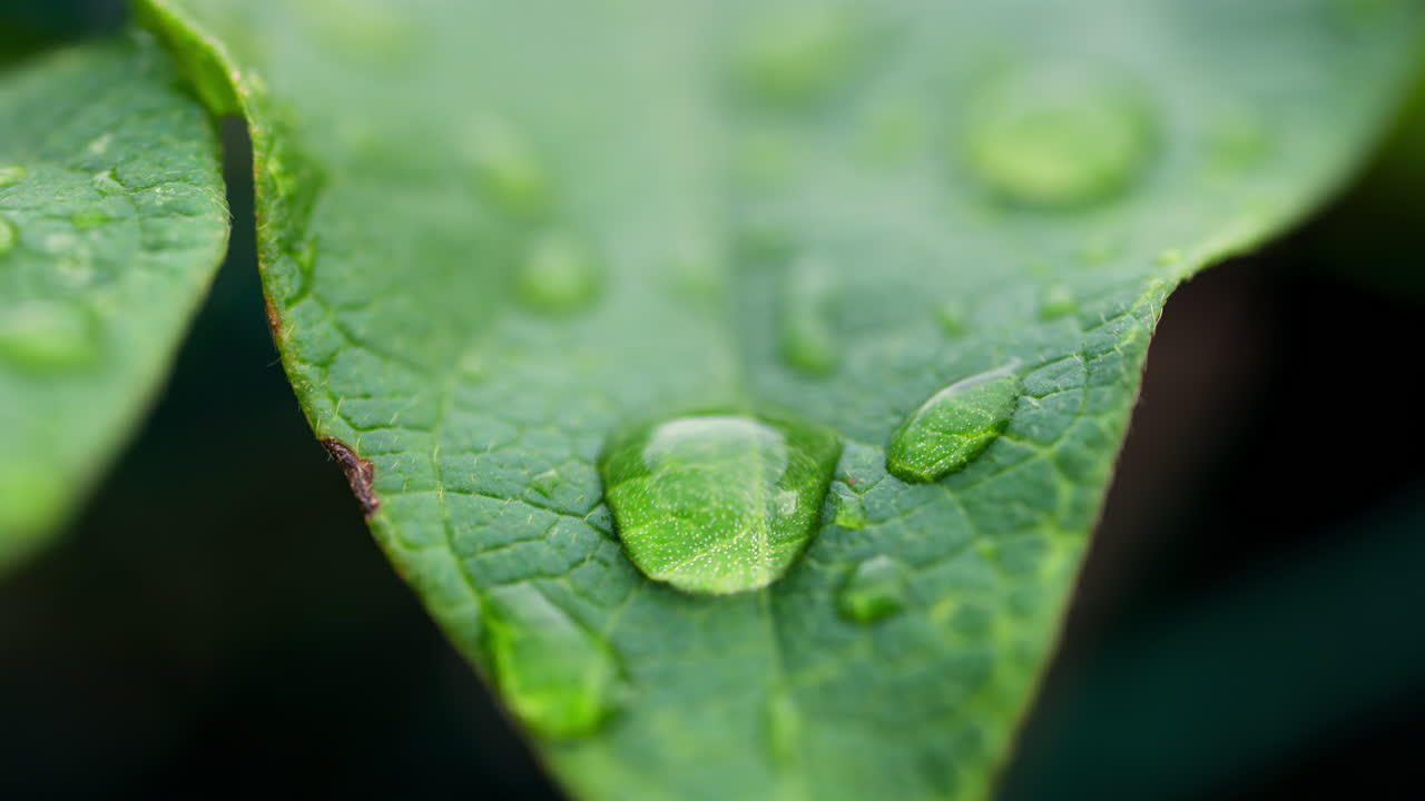 Cerca de una hoja verde con gotas de agua
