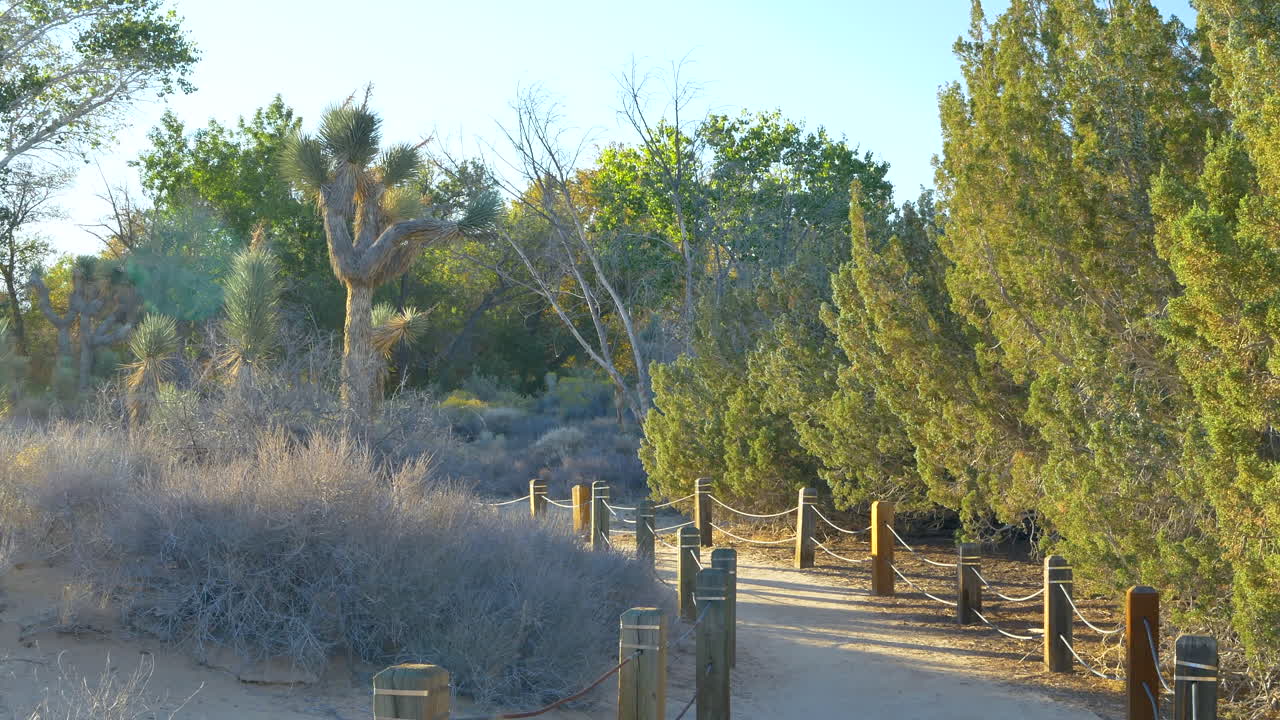 mirando a lo largo de un sendero desértico en una reserva natural con árboles de joshua y hábitat desértico durante la hora dorada de la mañana en el valle del antílope, california