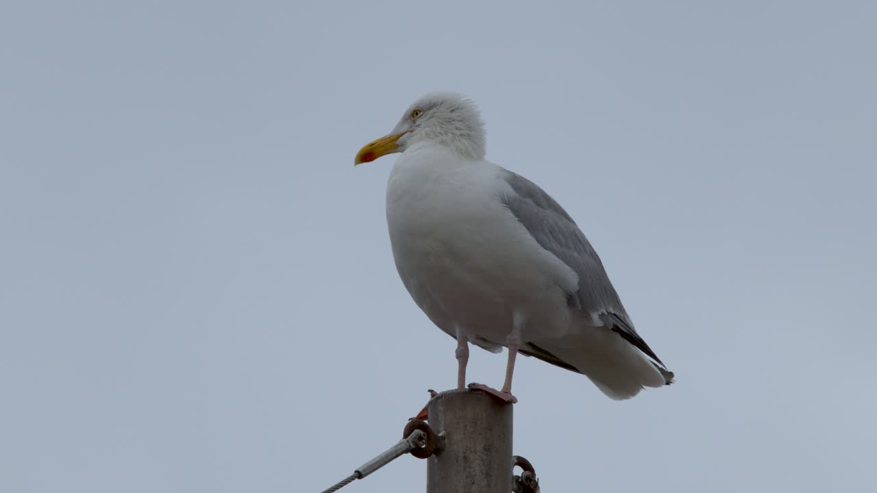 Large seagull stands alert atop wooden post, subtle head movements, overcast daylight, static camera