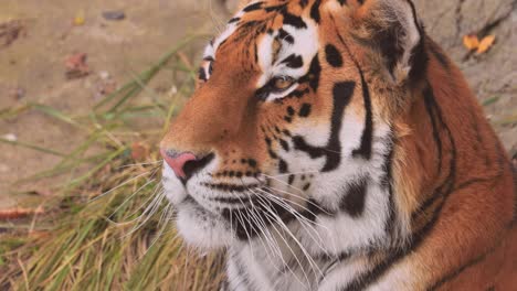 Sibirischer-Tiger-Aus-Nächster-Nähe.-Der-Sibirische-Tiger-Wurde-Je-Nach-Der-Region,-In-Der-Die-Tiere-Beobachtet-Wurden,-Auch-Amur-Tiger,-Mandschurischer-Tiger,-Koreanischer-Tiger-Und-Ussurischer-Tiger-Genannt.