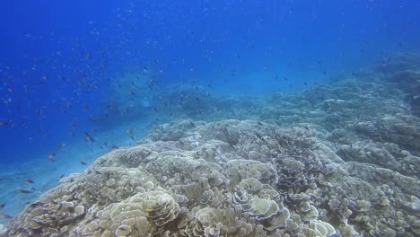 stunning and healthy coral reef in clear water