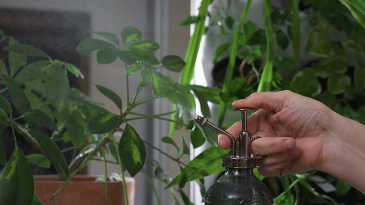 Close up hands pressing thumb on ornate glass sprayer, fine mist showering lush green leaves on indoor vertical planter under soft natural light for plant hydration care and growth boost