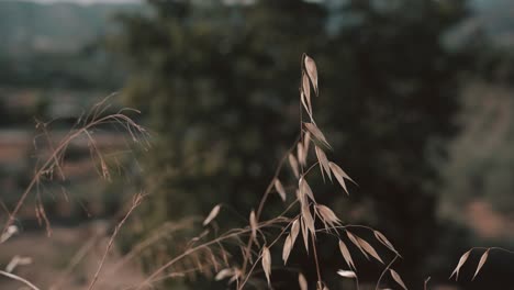 Espiga-con-viento-en-el-campo