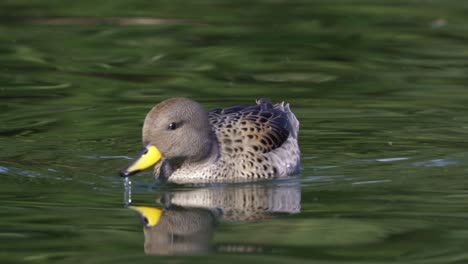 gros plan de la sarcelle à bec jaune nageant et plongeant le bec dans l'eau ondulée