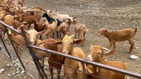 big herd of brown and black goats, animals flock at a farm in spain, farm to table, ecological farming, 4k shot