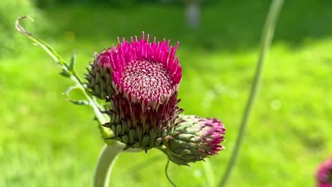 a native wild flower of great britain-common knapweed, growing in an english country garden