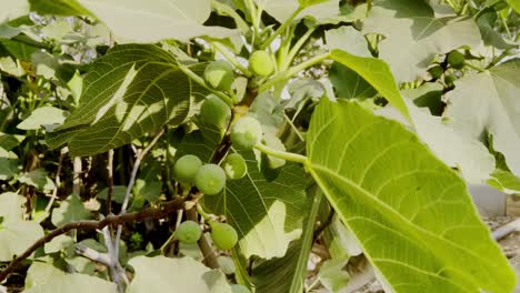 sunlight filtering through fig tree leaves, highlighting ripe figs on a branch, in india