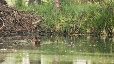 Baby-geese-chased-by-mother-goose