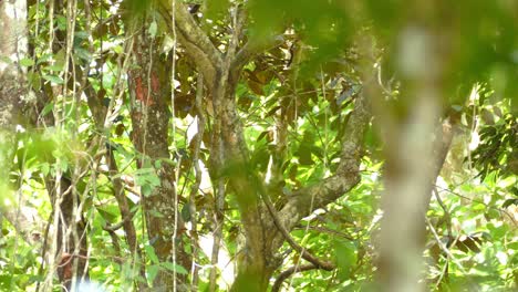 Keel-Billed-Toucan-standing-in-a-tree-before-jumping-down