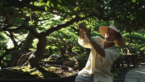 bonsai artist at work