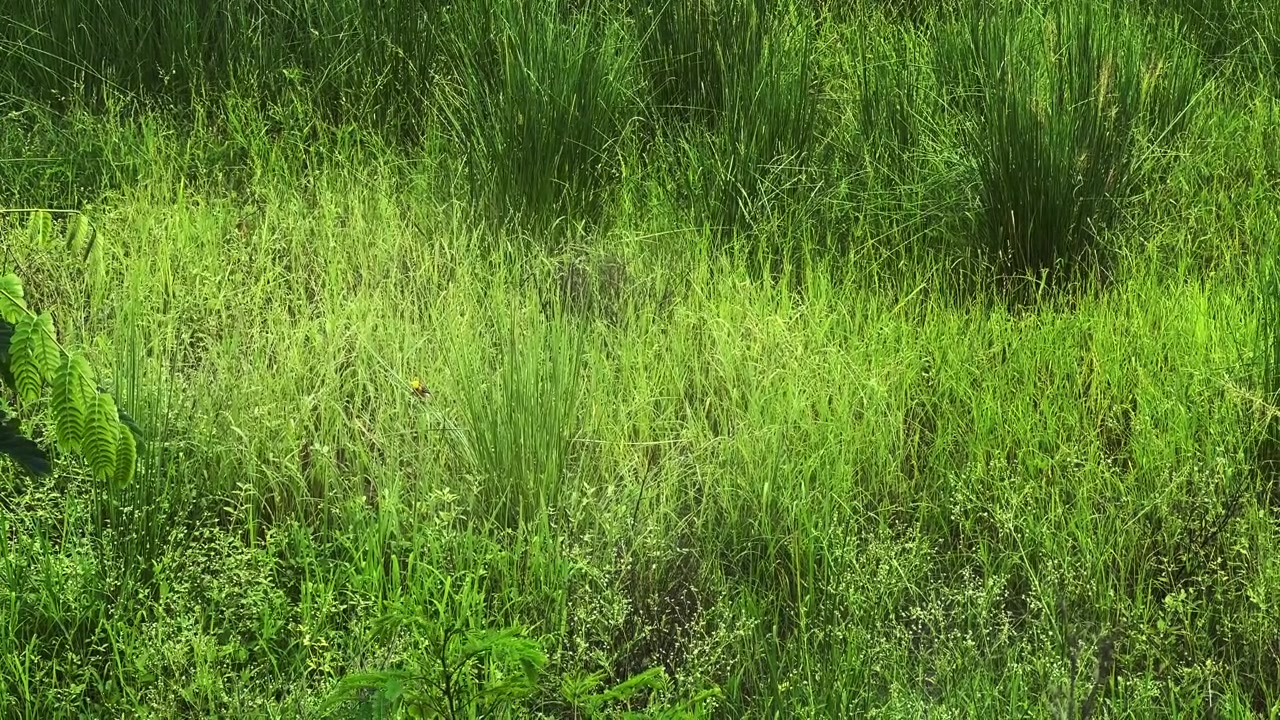 Un uccello tessitore raccoglie materiale d'erba fresca dalla fitta vegetazione per costruire il suo intricato nido sospeso in natura