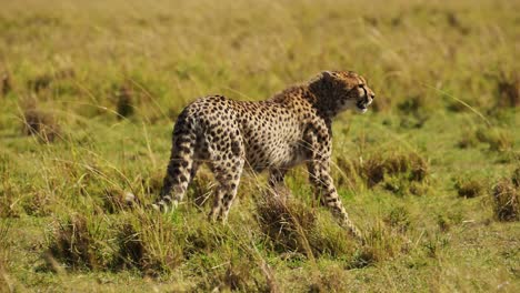 slow motion shot of cheetah walking through colourful lush grassland of the masai mara north conservancy savannah savanna, african wildlife in maasai mara national reserve, kenya