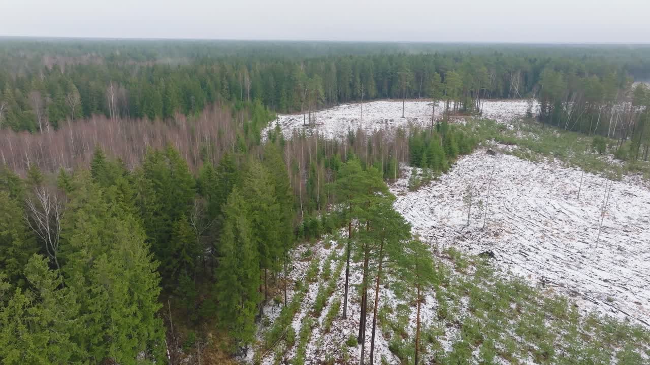 establecimiento de imágenes aéreas de árboles cubiertos de nieve ligera, bosque de pinos nórdicos, día de invierno nublado, neblina en aumento, nubes bajas en movimiento, tiro amplio de drones avanzando