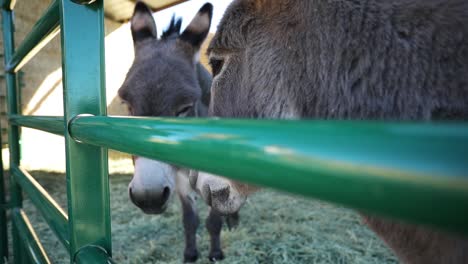 a pair of donkey standing behind the green metal fence in the zoo