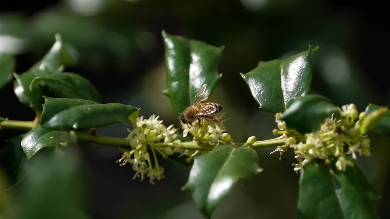 Overview of bee on top of flower bundles between waxy pointed leaves