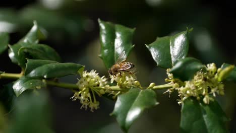 Descripción-General-De-La-Abeja-Encima-De-Los-Manojos-De-Flores-Entre-Hojas-Puntiagudas-Cerosas