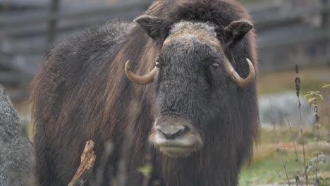 A-lonely-musk-ox-looking-out-over-thundra-with-unknown-intentions