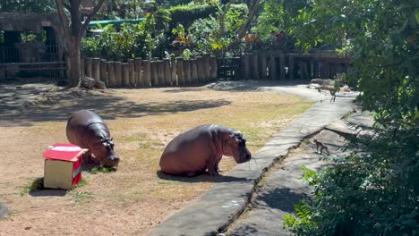 hippos resting in a zoo enclosure, chonburi