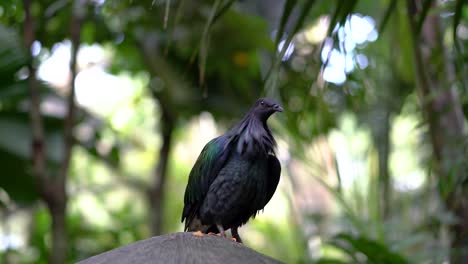 Eleganter-Schwarzer-Vogel-Vor-Grünem-Wald