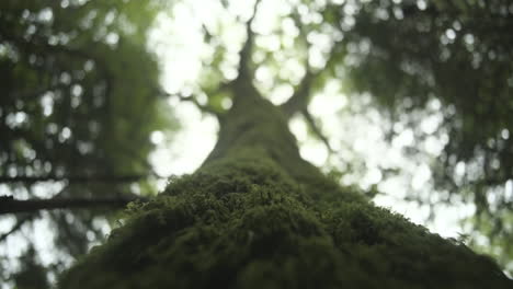 low-angle-shot-of-a-tree-close-to-the-bark