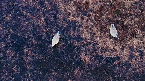 cranes feeding in woodland pond - top view