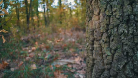 Disparo-De-Mediodía-De-Otoño-En-El-Bosque-Con-Un-árbol-Cubierto-De-Musgo-En-Primer-Plano