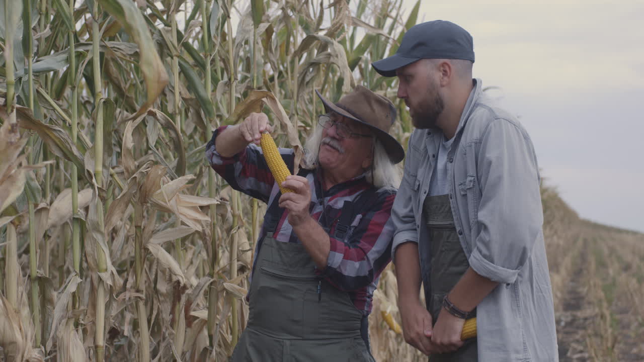 Two farmers inspecting corn crop in field