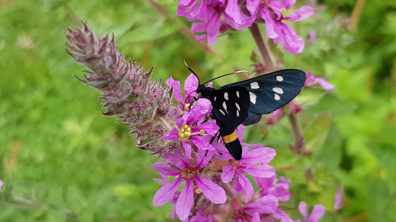 Scatto macro ravvicinato di una splendida farfalla nera con una singola linea gialla e puntini bianchi, che raccoglie dolce nettare su un fiore viola, su uno sfondo di giardino verde e fresco.