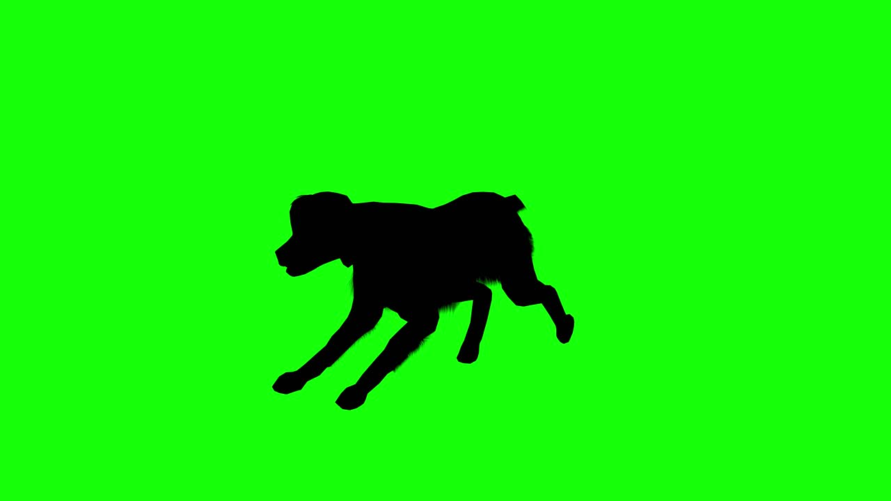 Silhouette of a brittany dog running on green screen, perspective view