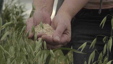 holding a handful of rolled oats in oat field