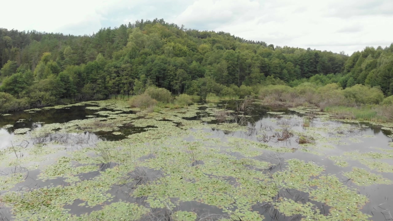Szeroki widok z lotu ptaka z ruchem dolly nad spokojnym jeziorem na Kaszubach, z liliami wodnymi, trzcinami, ciemną, spokojną wodą i gęsto zalesioną linią brzegową pod zachmurzonym niebem w Polsce.