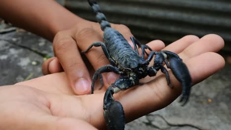 the species from north africa and the middle east is one of the most dangerous scorpions