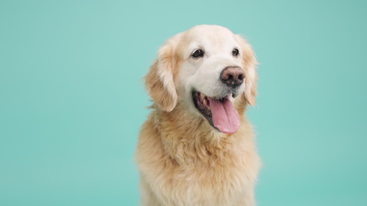 골든 리트리버 의 초상화