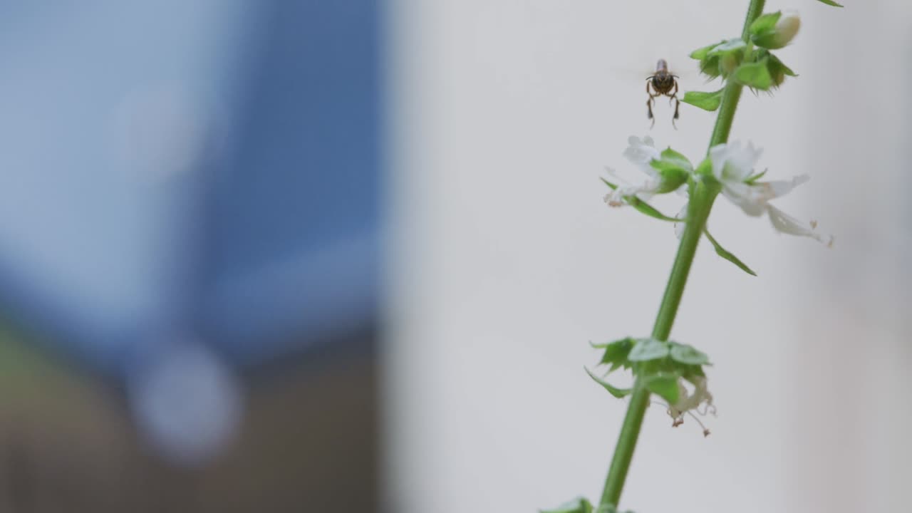 Fuzzy teddy bear bee flies around a flower before landing to collect pollen and nectar. Macro close-up shows golden-brown fur and pollination behavior in natural daylight slow motion