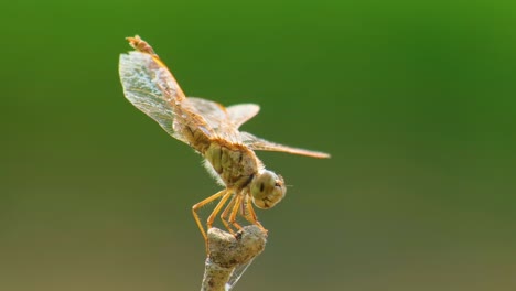 Mosca-Del-Dragón-Salvaje-En-La-Rama-De-Un-árbol,-Insectos,-Libélula-Macro